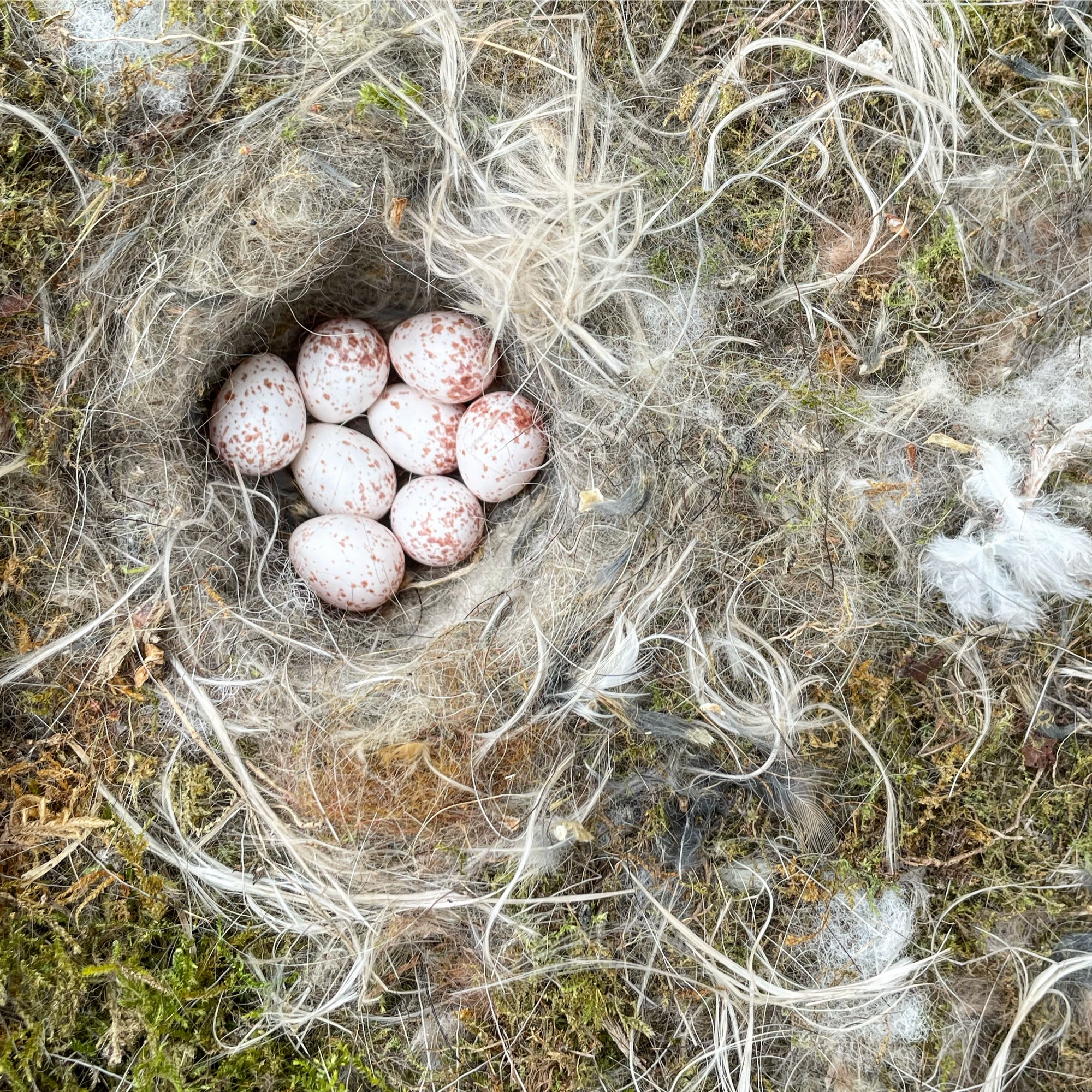 Œufs de mésange dans un nichoir