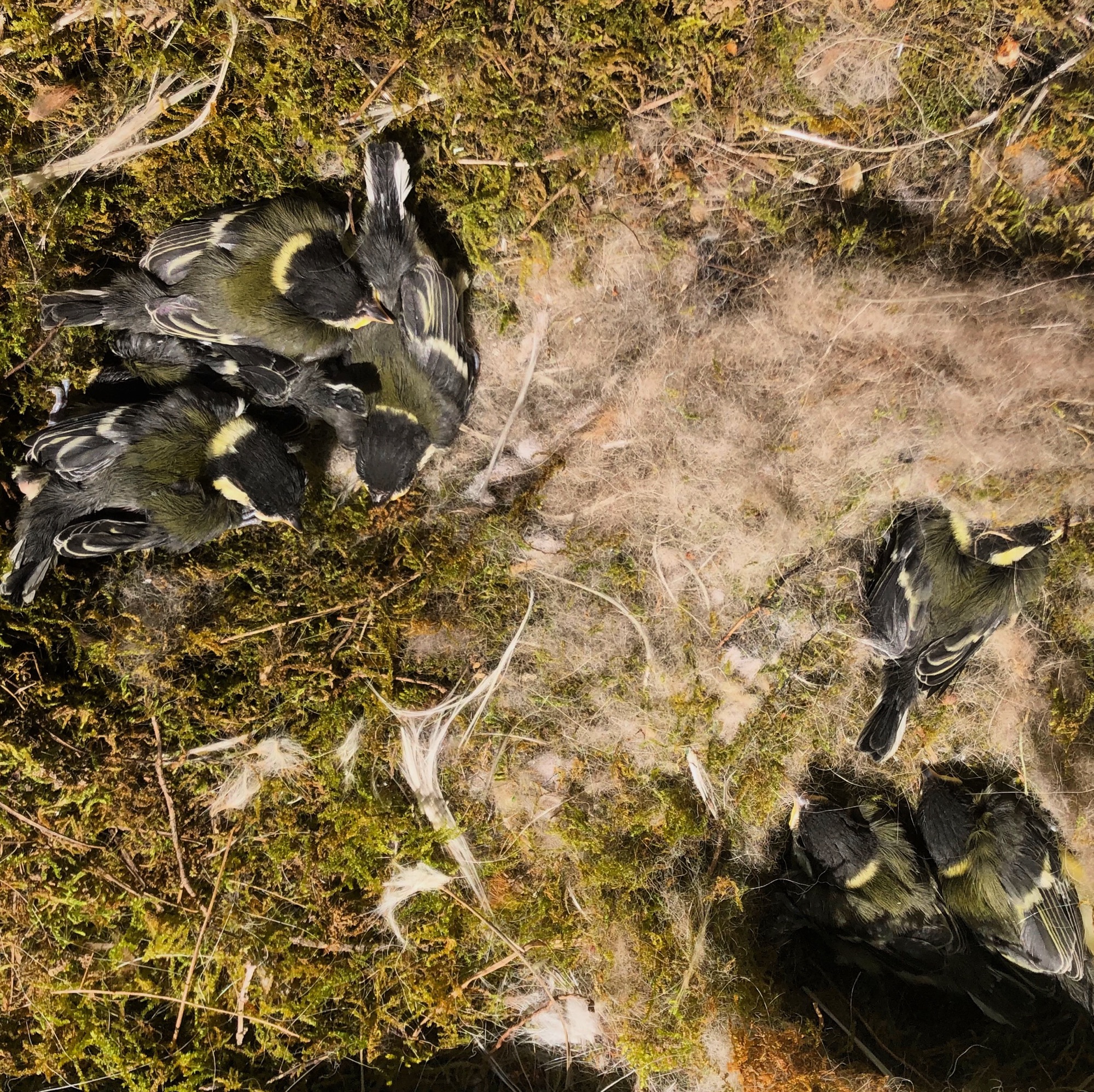 Couvée de mésange dans un nichoir