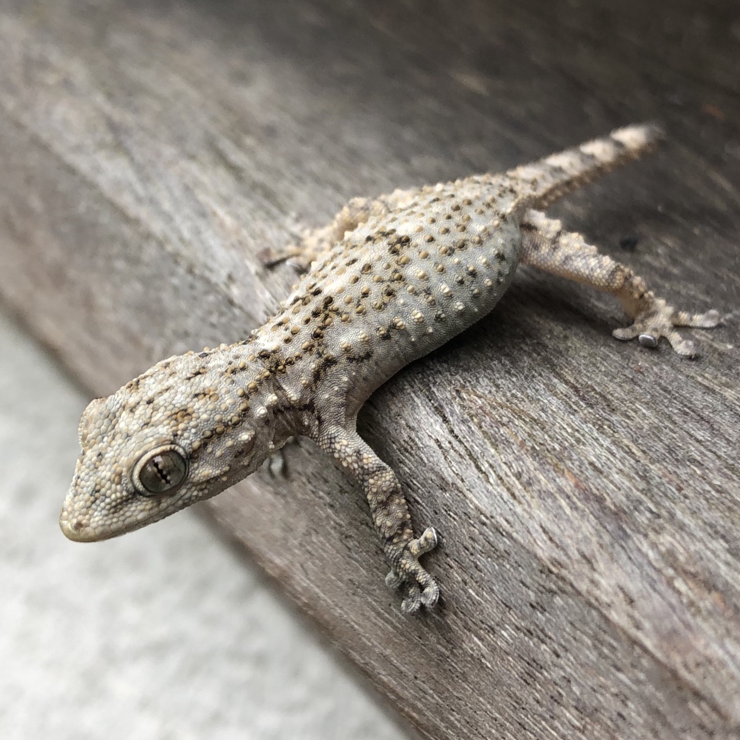 Gecko (tarente) sur le domaine