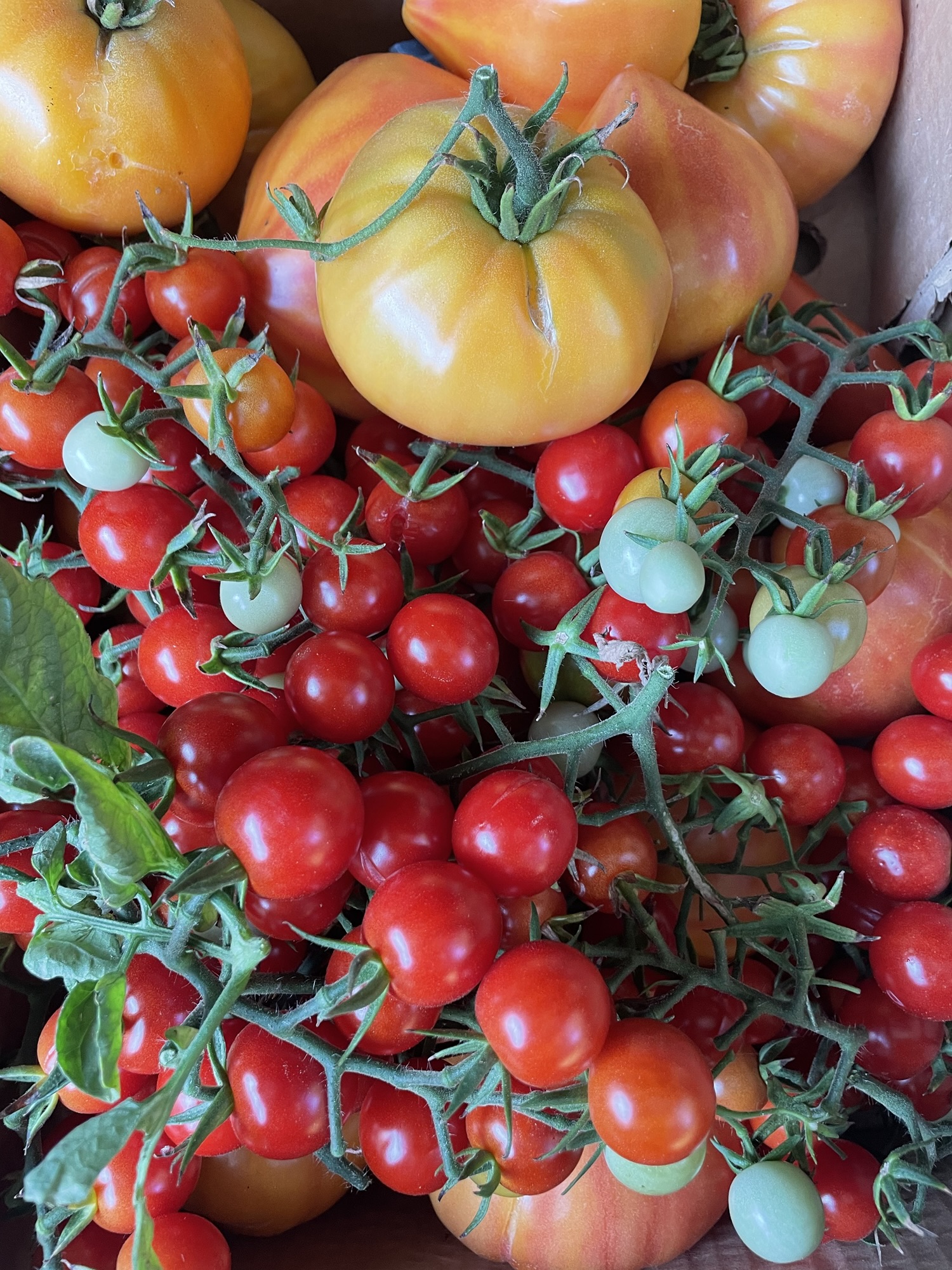 Tomates du jardin
