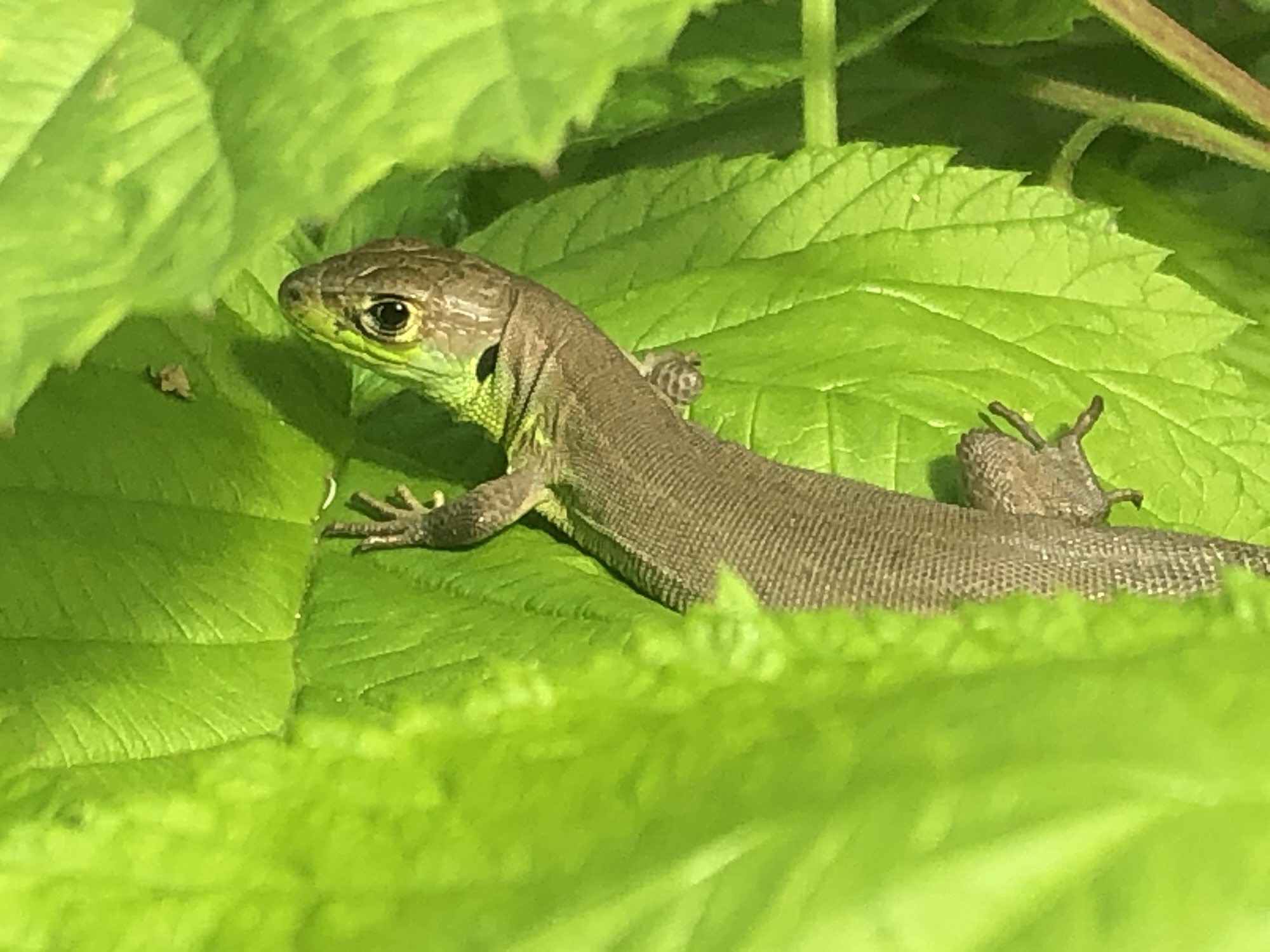 Lézard vert occidental
