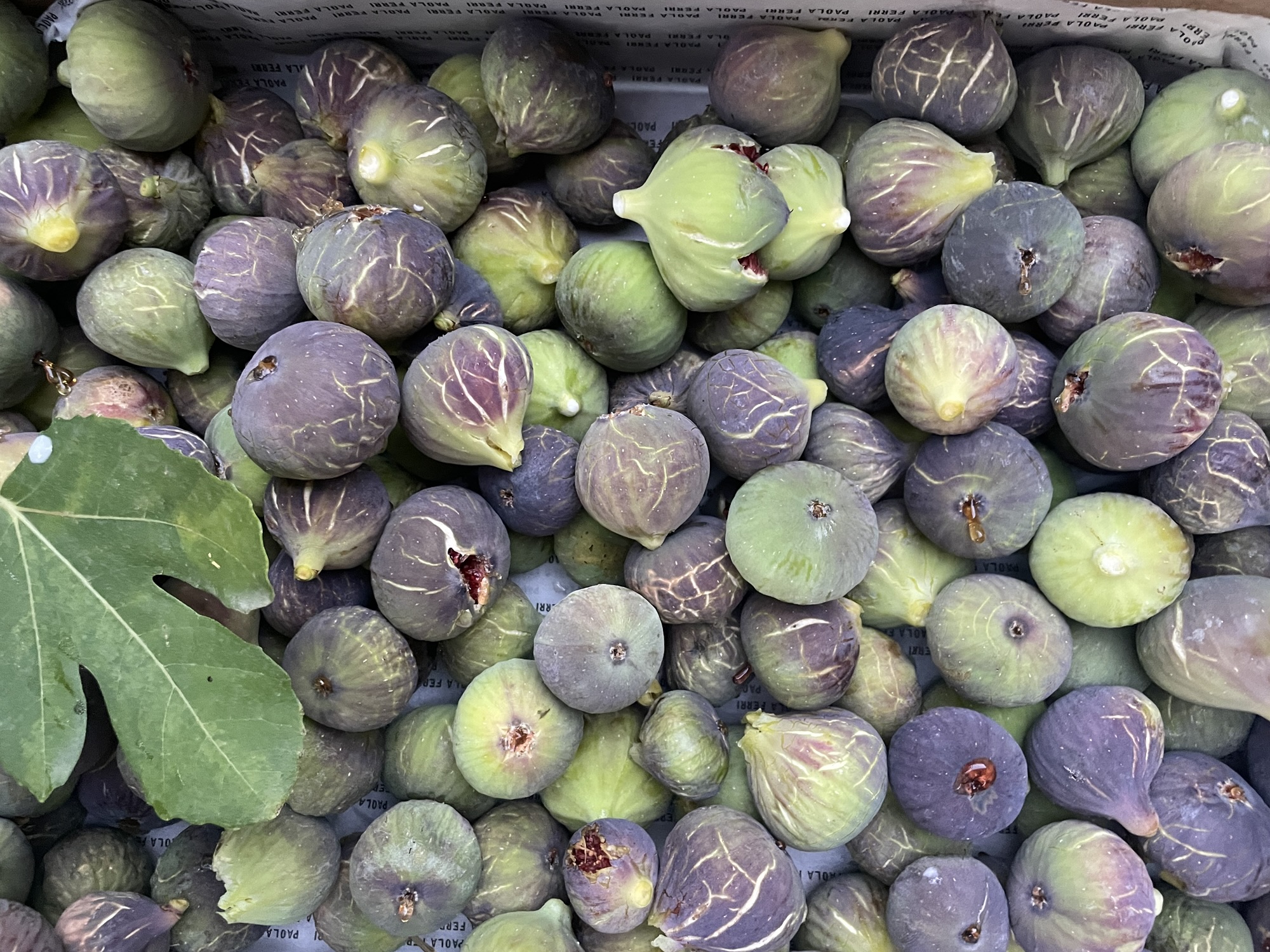 Récolte de figues