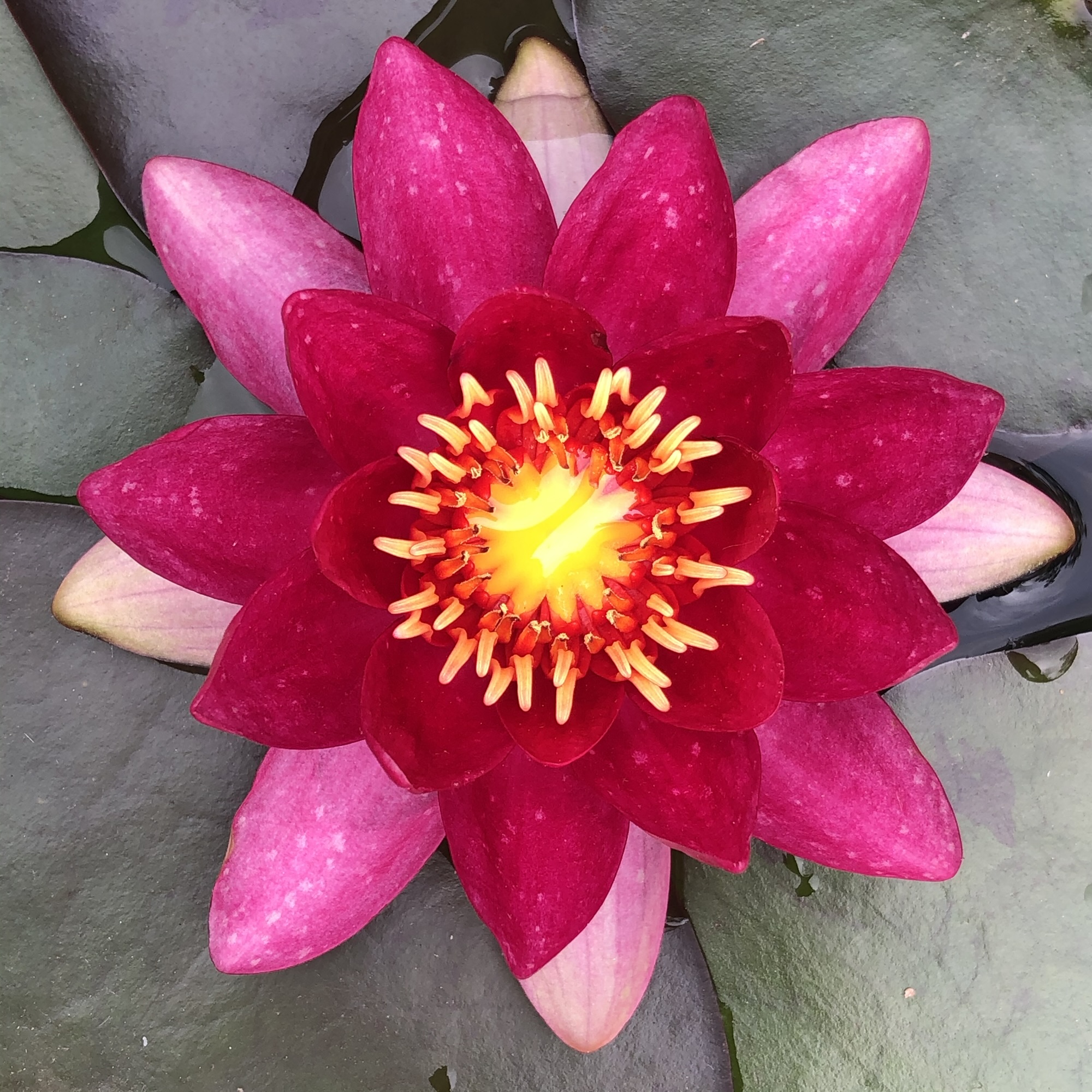 Nénuphar en fleur, rouge