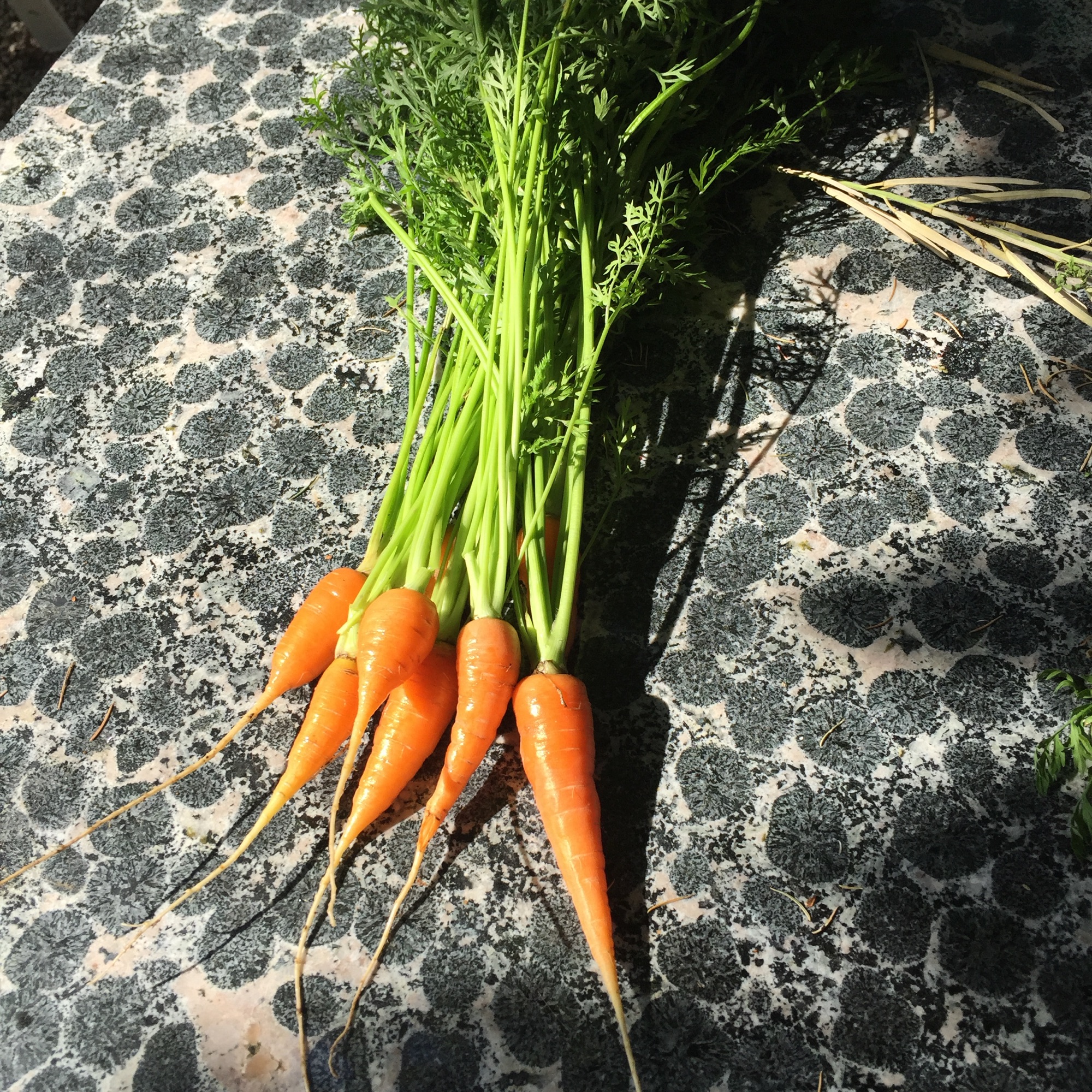 Récolte de carottes