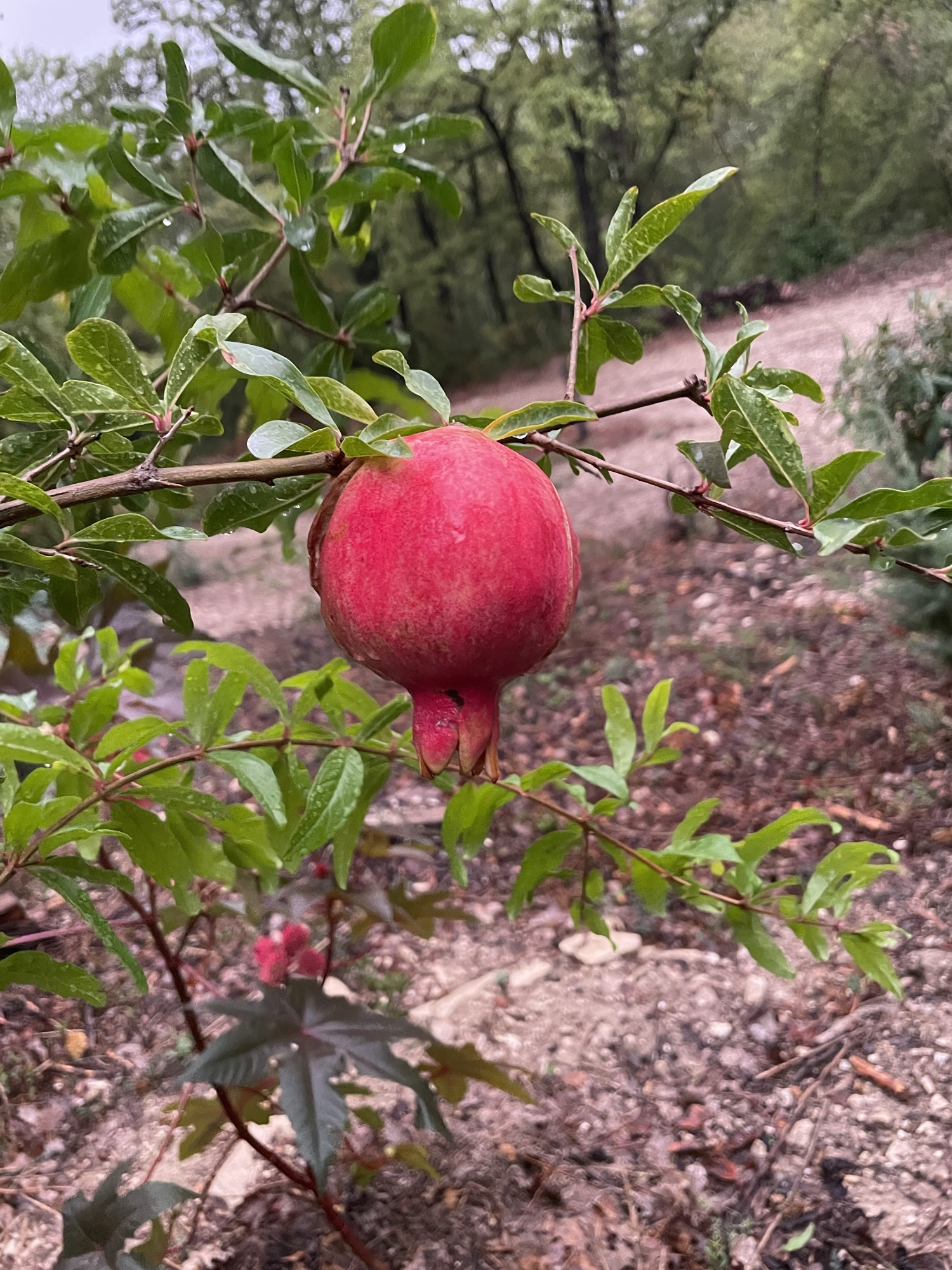Première grenade du jardin
