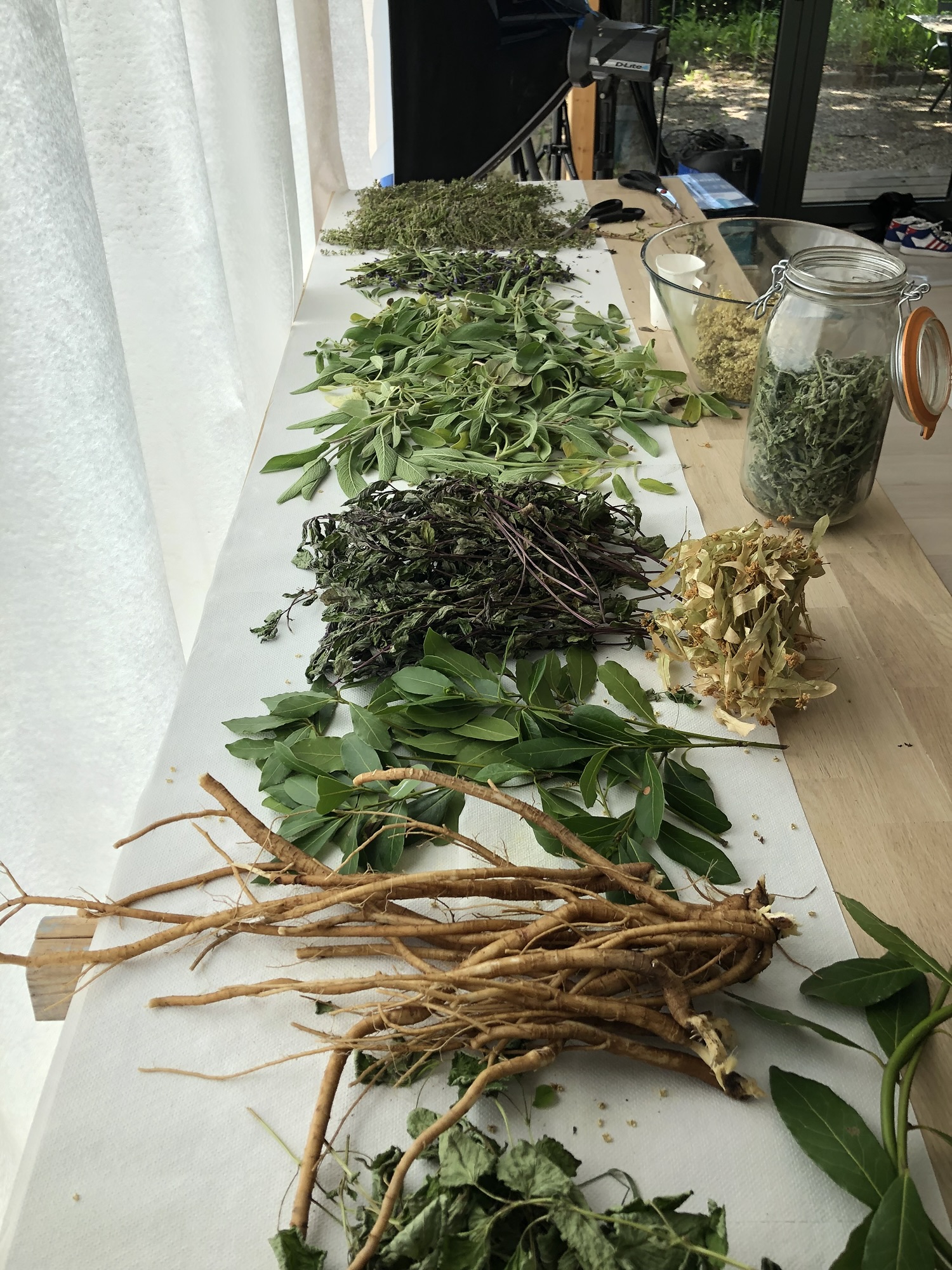 Feuilles, fleurs et racines en cours de séchage : fleurs de sureau, verveine, racine de valériane, menthe, sauge, mélisse, camomille