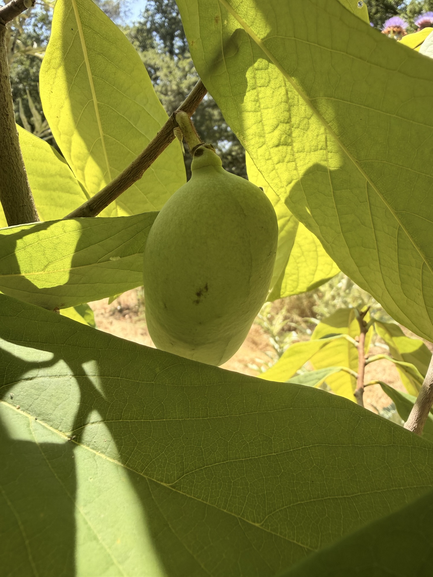 Asimine (fruit de l'asiminier)