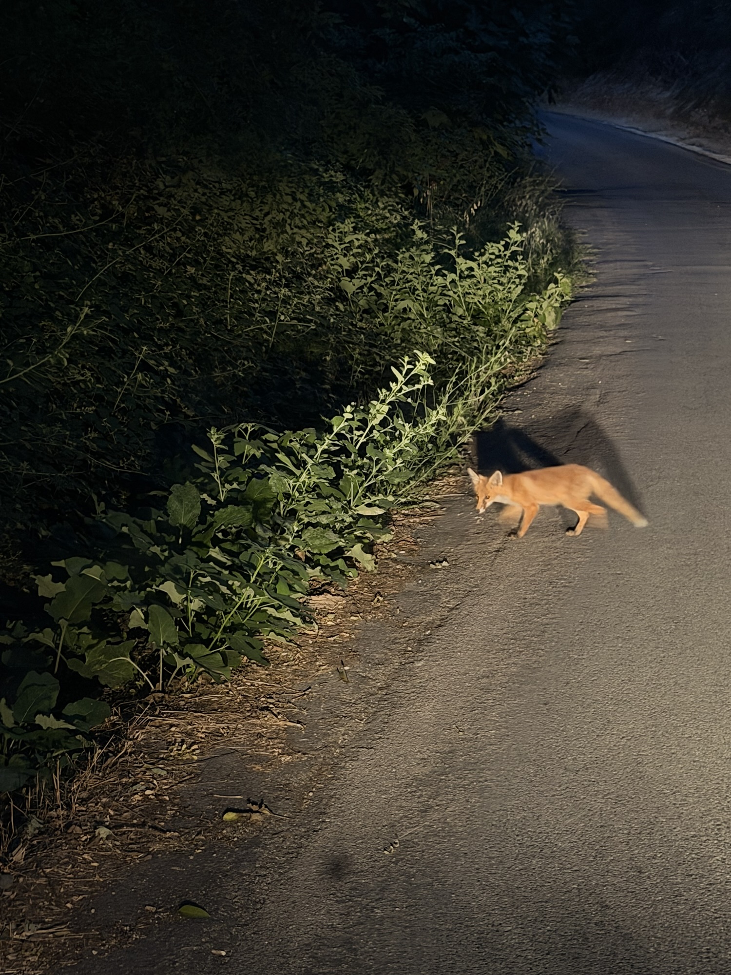 Renard observé sur le domaine