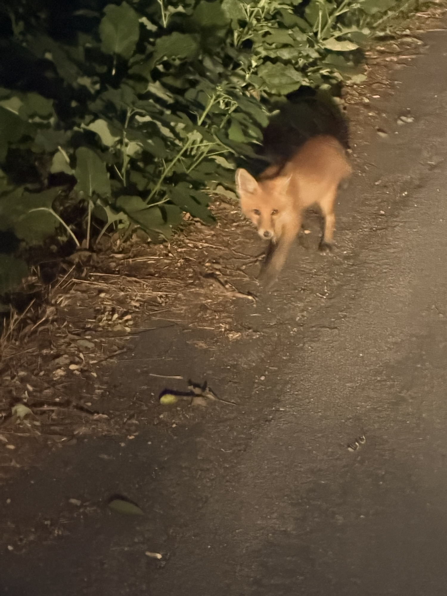 Renard observé sur le domaine