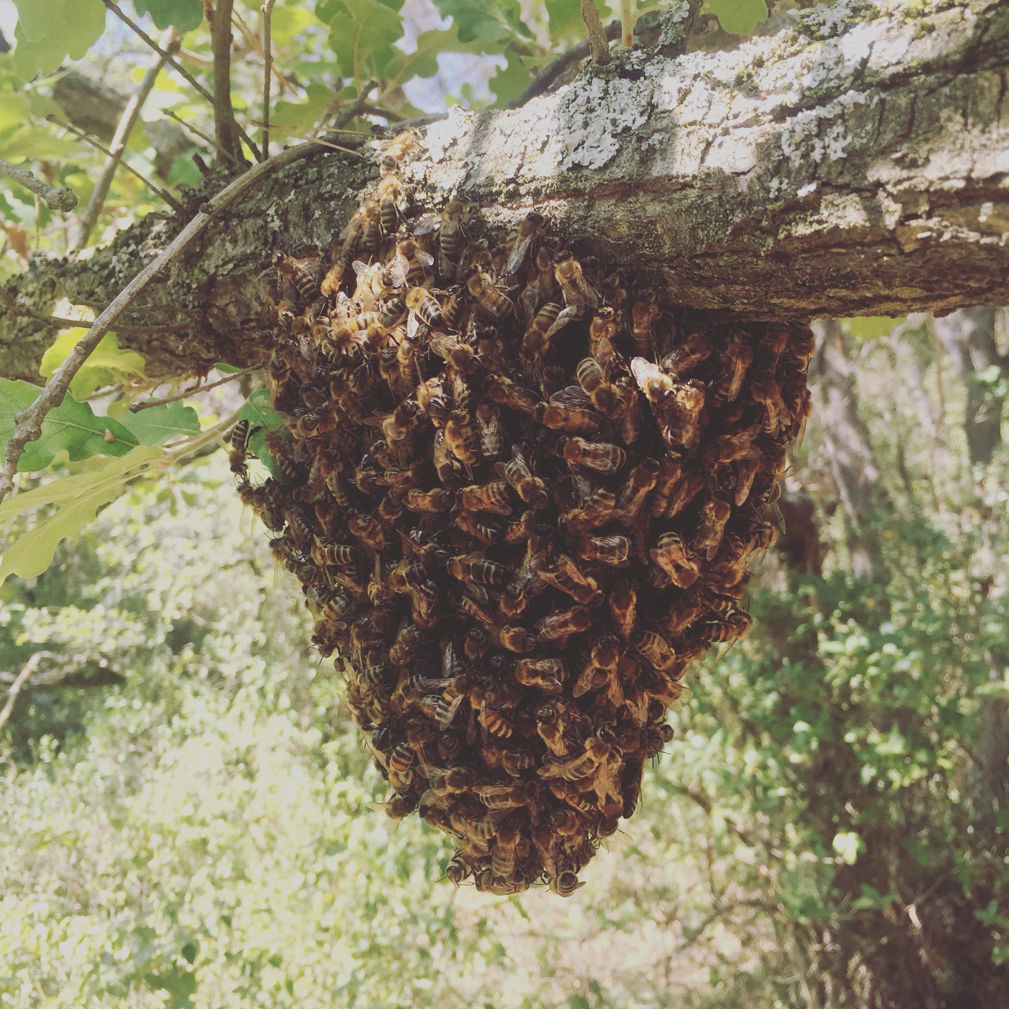 Essaim d'abeilles sur le domaine