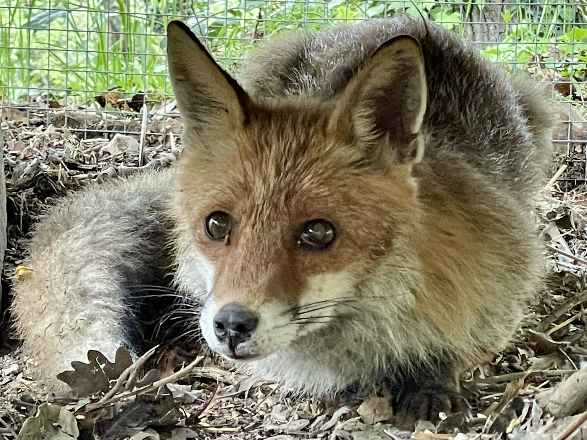 Renard, gros plan
