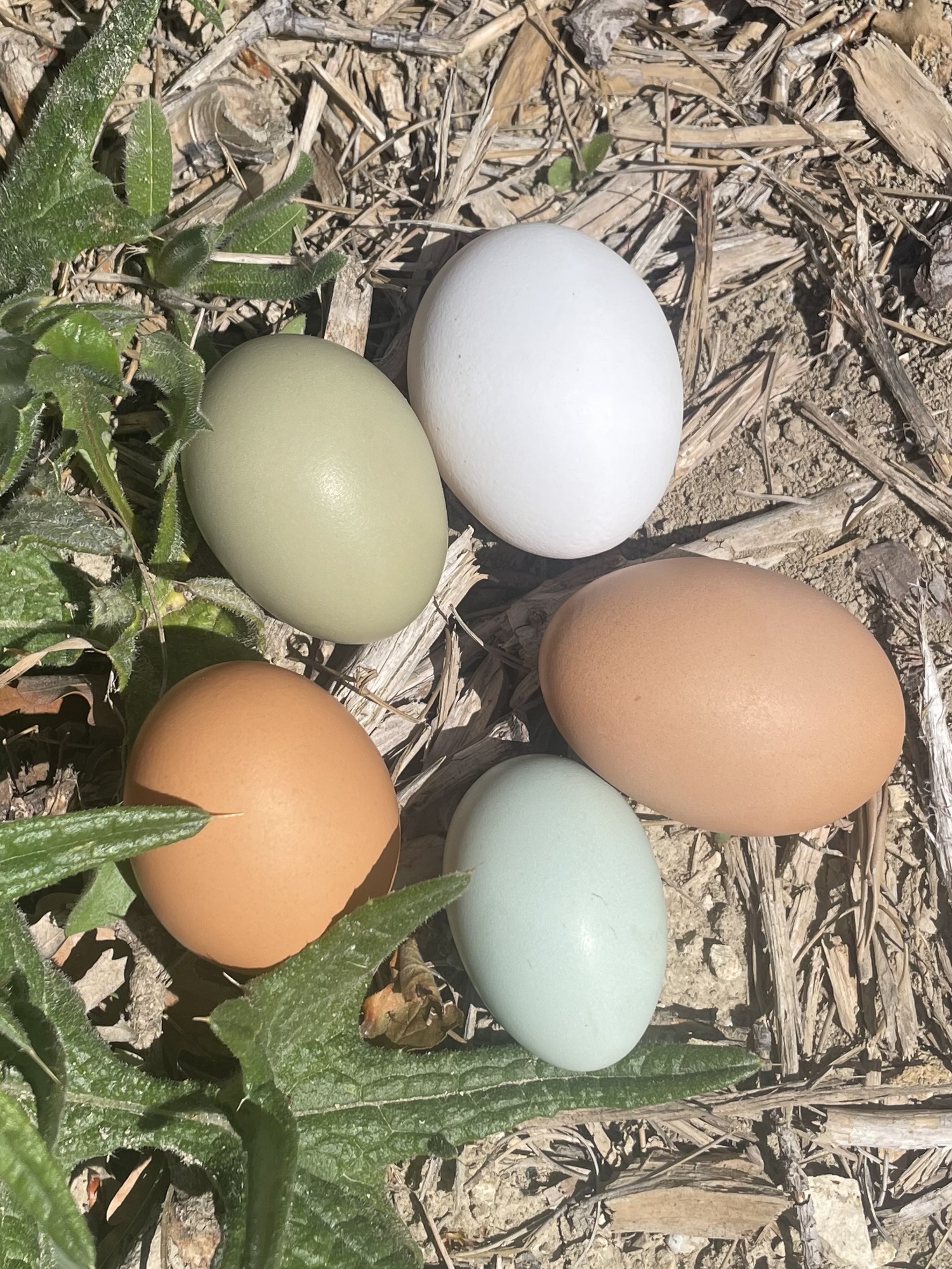 Œufs colorés du poulailler