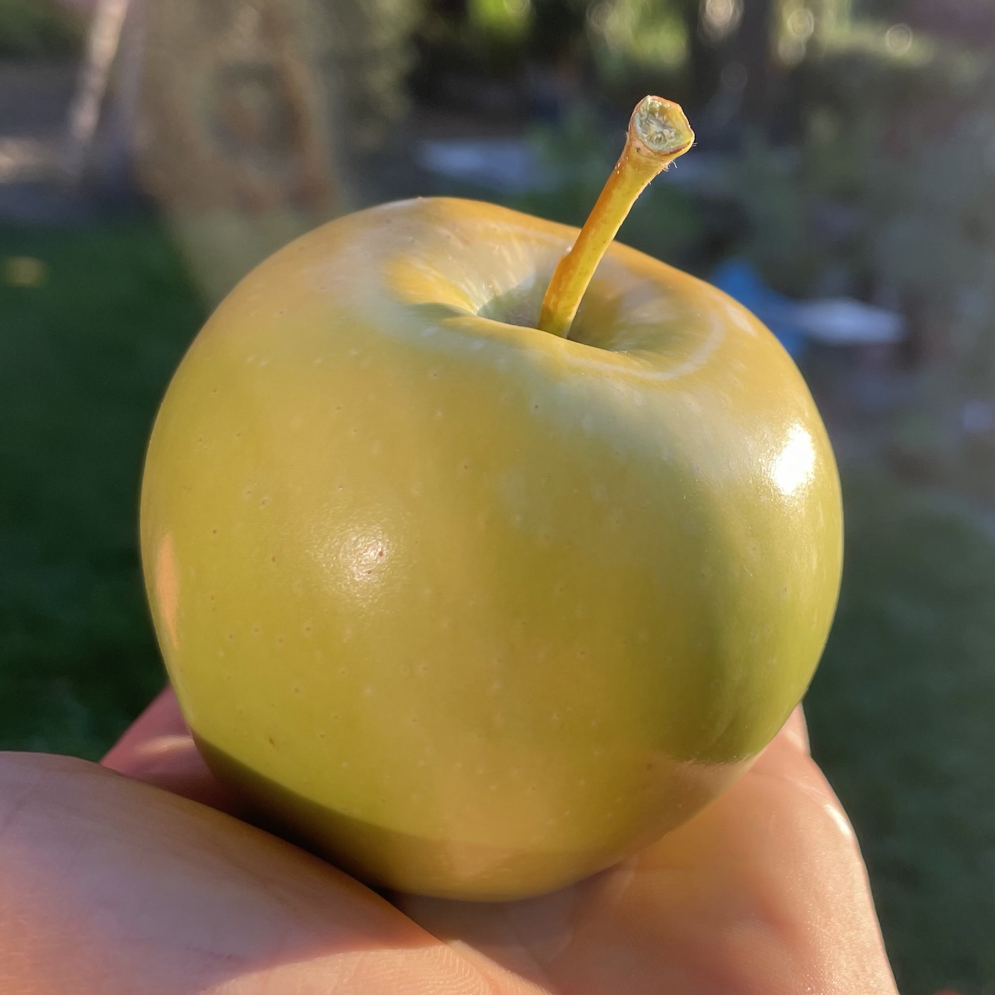 Première pomme du jardin
