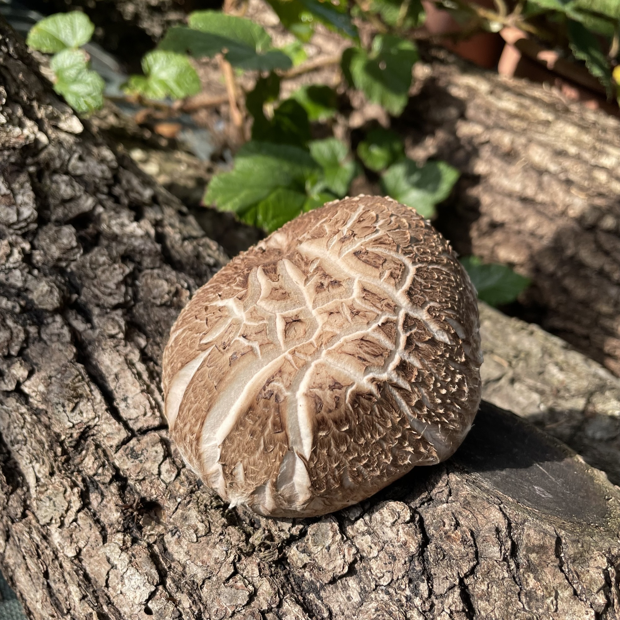 Récolte de shiitakes