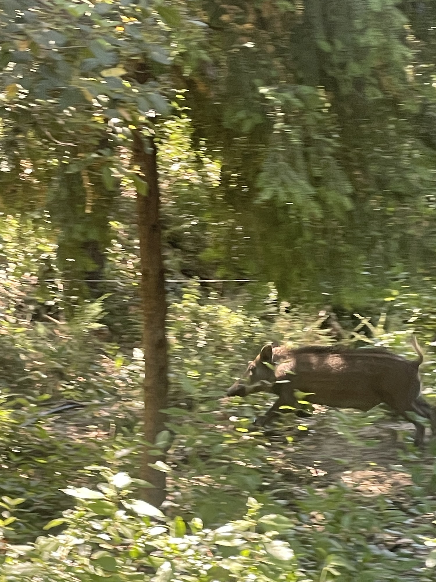 Sanglier observé sur le domaine