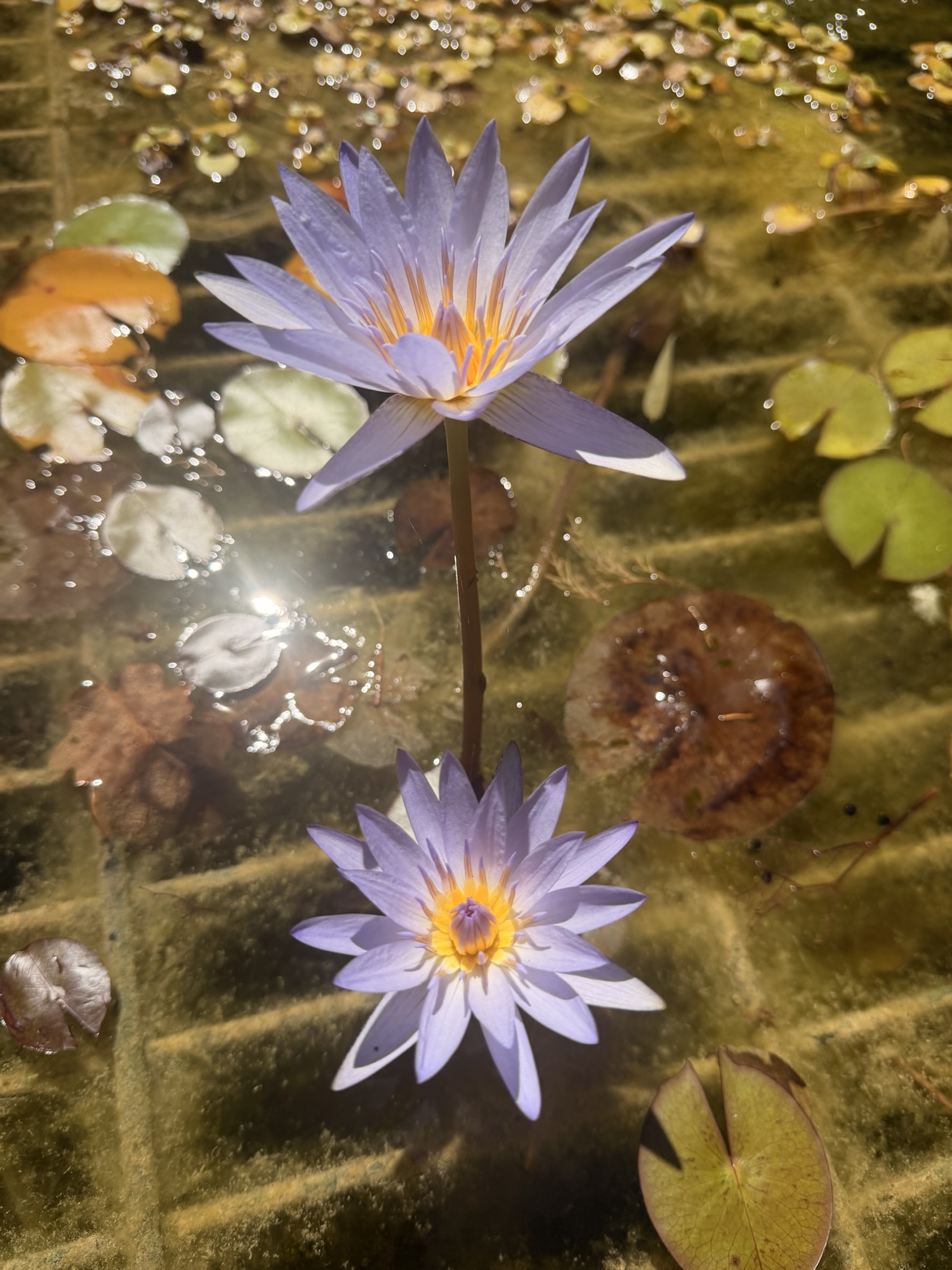Nénuphar en fleur, violet