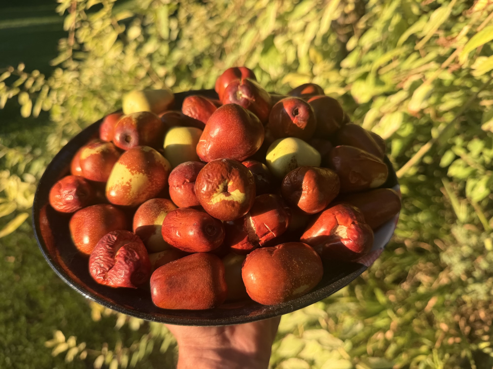 Jujubes récoltés