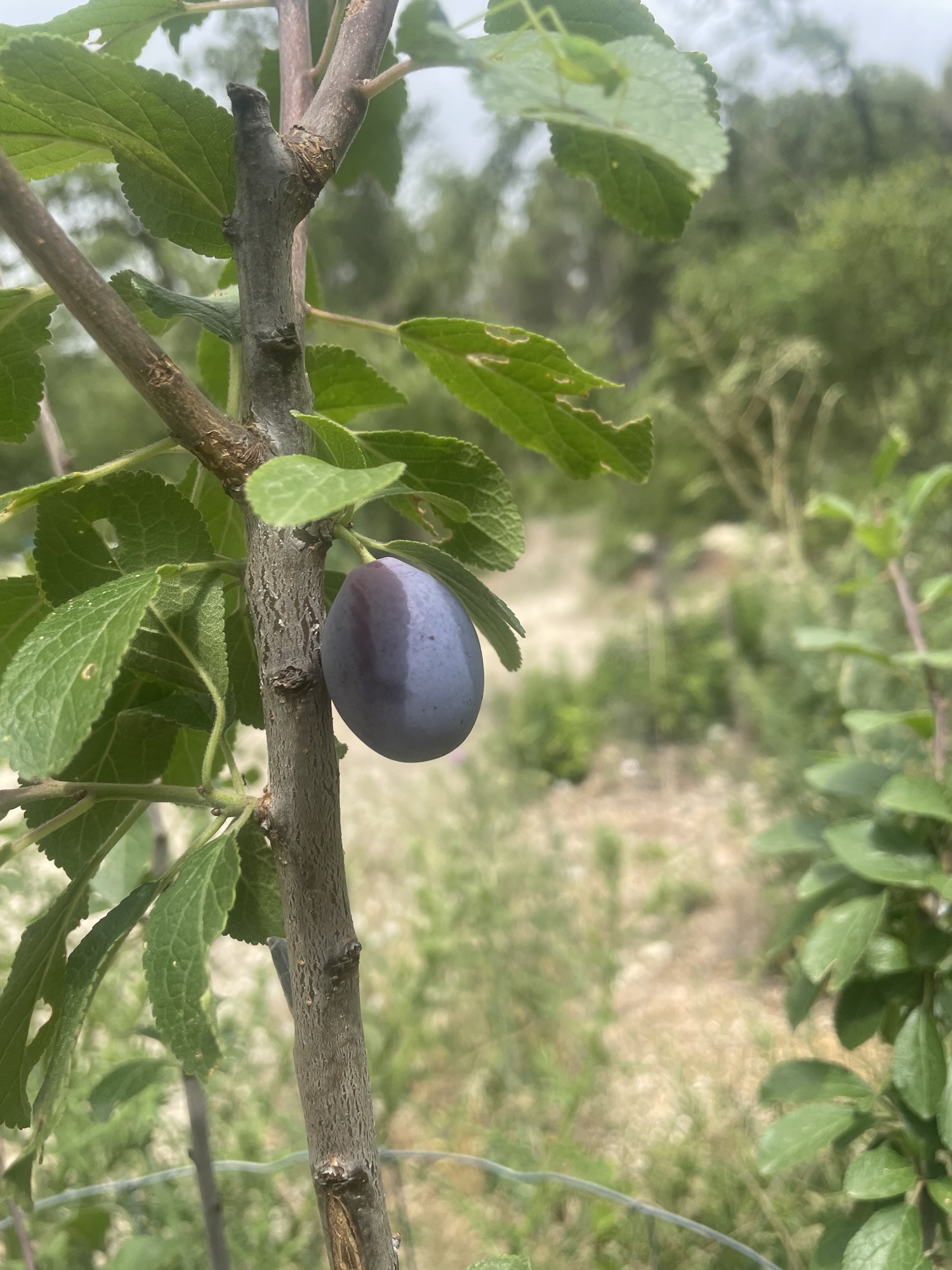 Prune du jardin