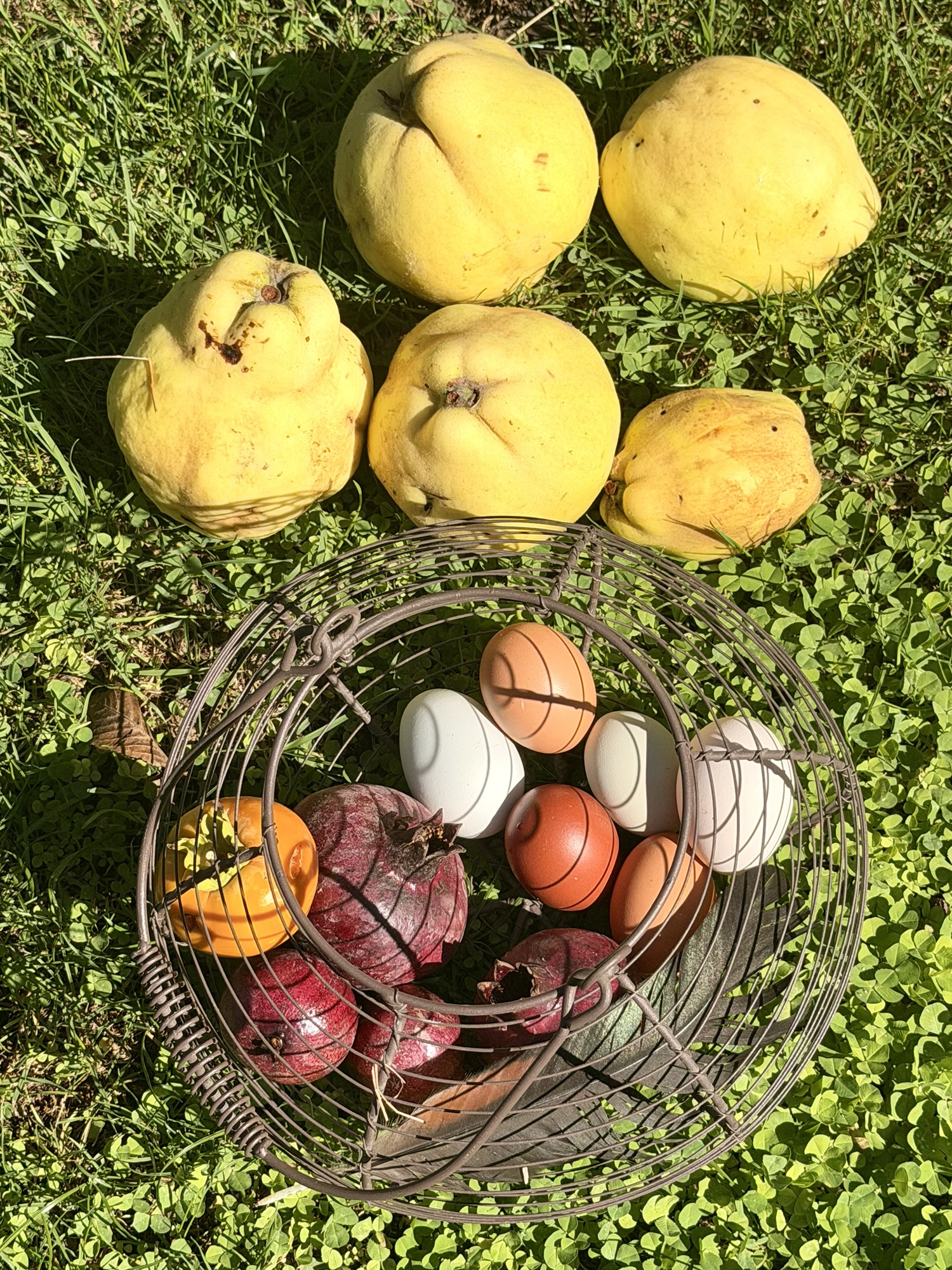 Récolte du dimanche 27 septembre 2026 : coings, grenades, un kaki et des œufs blancs et bruns dans un panier en fil de fer, posés sur l'herbe