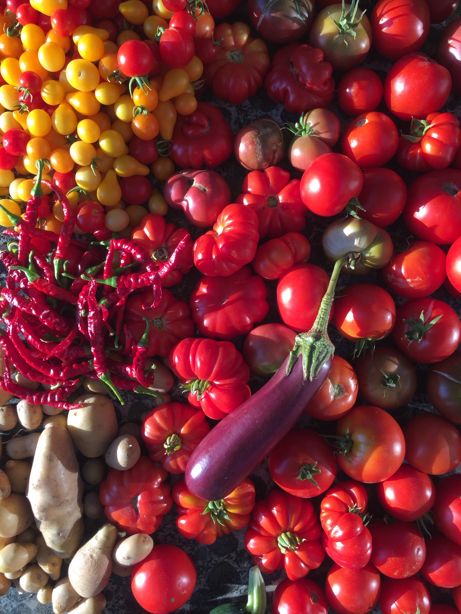 Légumes du potager