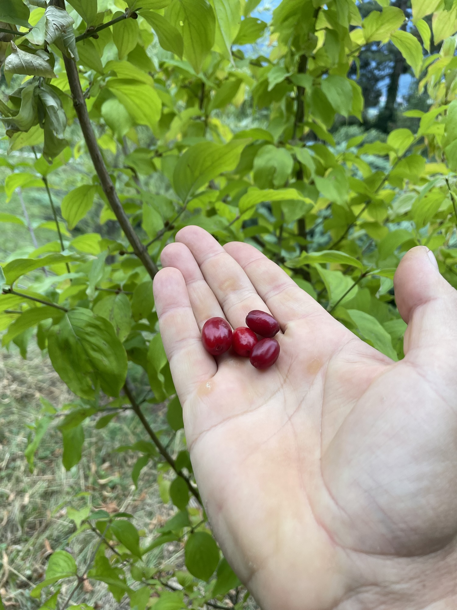 Fruit du cornouiller mâle