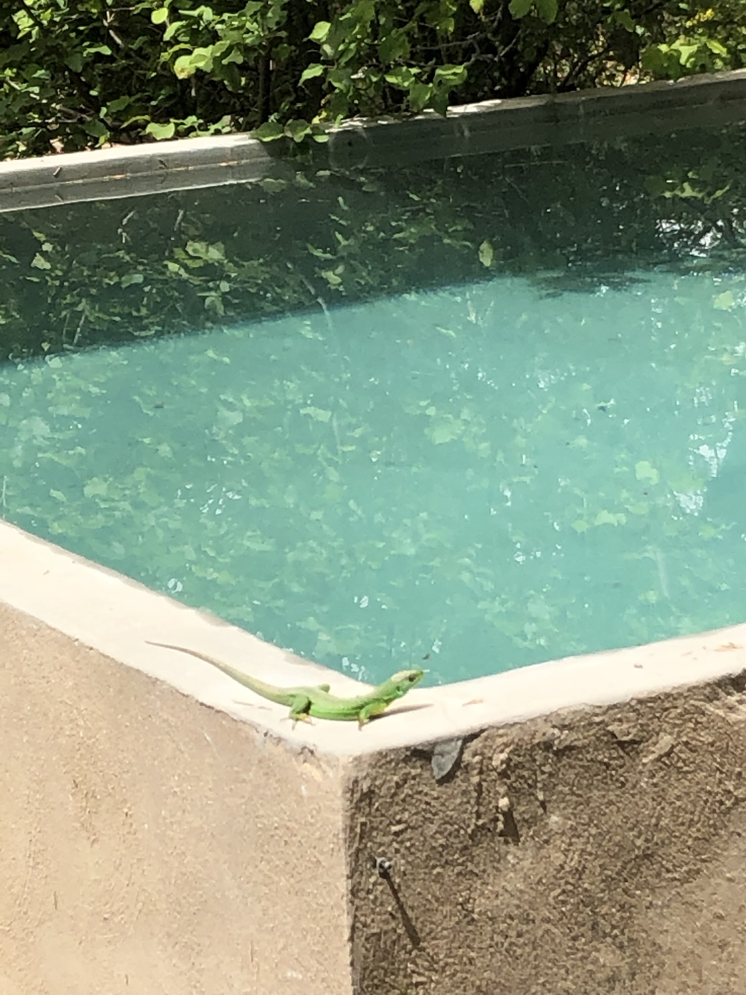 Lézard sur le bord du bassin