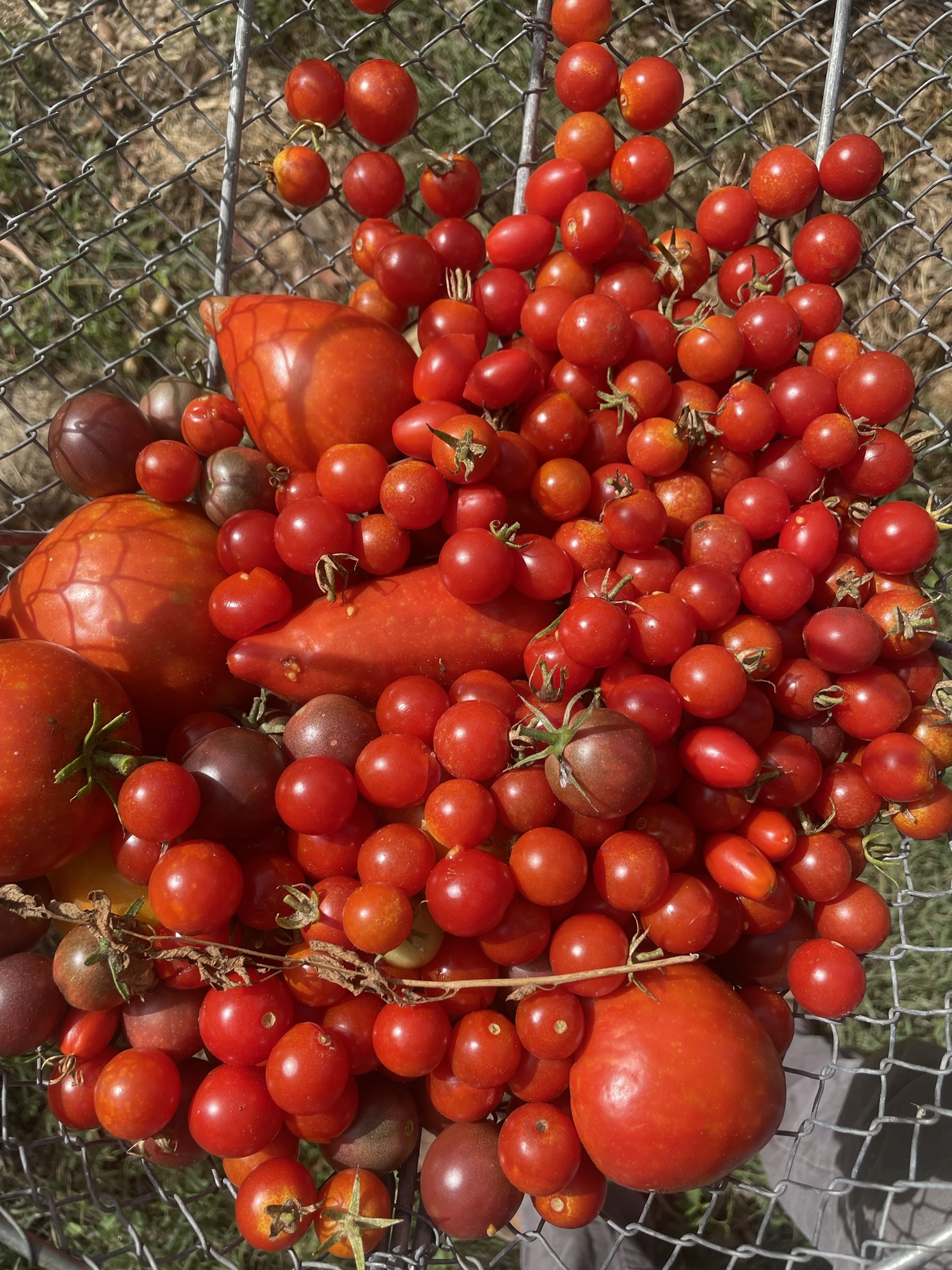 Tomates cerises du potager