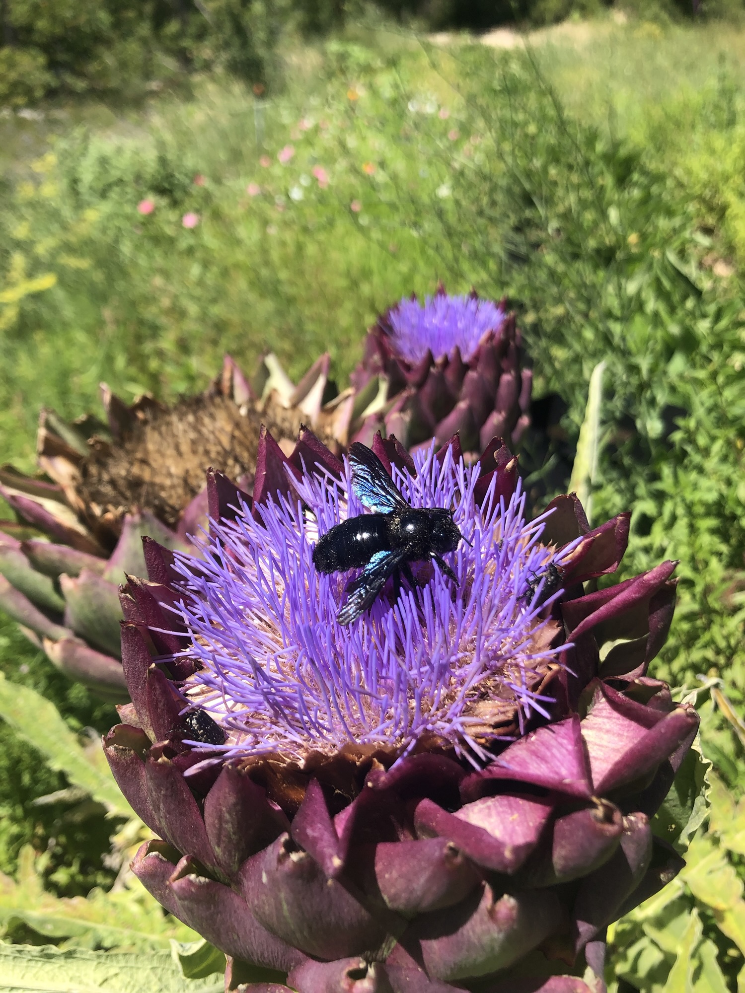 Xylocope sur fleur d'artichaut